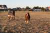 ameland_006_small.jpg