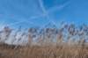 ameland_057_small.jpg