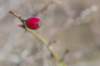 ameland_061_small.jpg