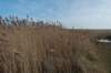 ameland_077_small.jpg
