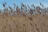 ameland_078_small.jpg