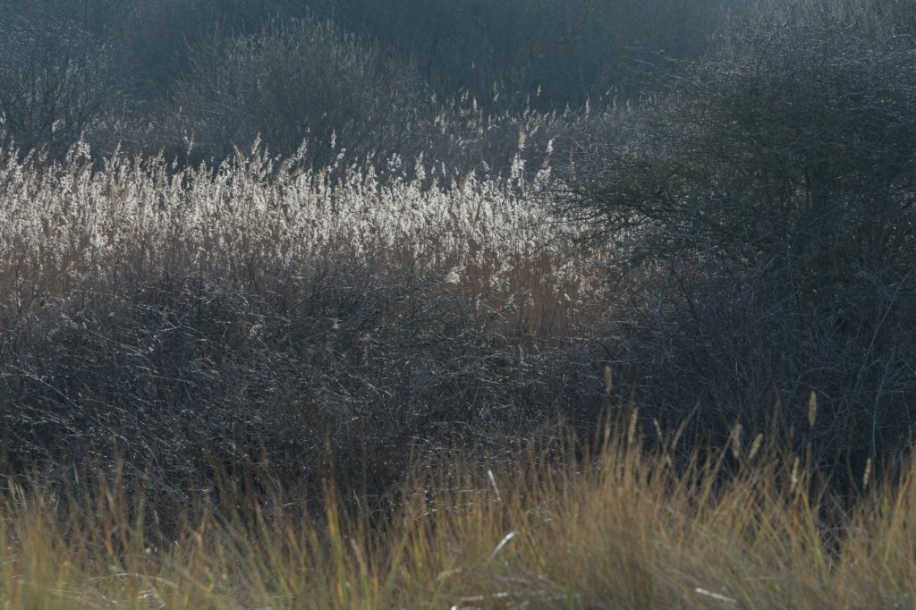 ameland_088.jpg