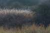 ameland_088_small.jpg