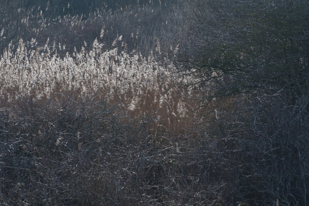 ameland_089.jpg