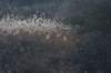 ameland_089_small.jpg