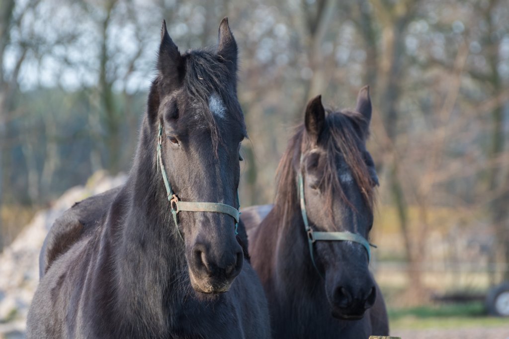 ameland_093.jpg