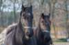 ameland_093_small.jpg