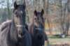 ameland_094_small.jpg