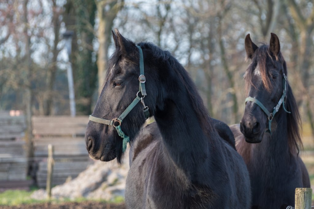 ameland_095.jpg