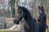 ameland_095_small.jpg