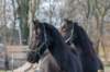 ameland_096_small.jpg