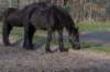 ameland_097_small.jpg