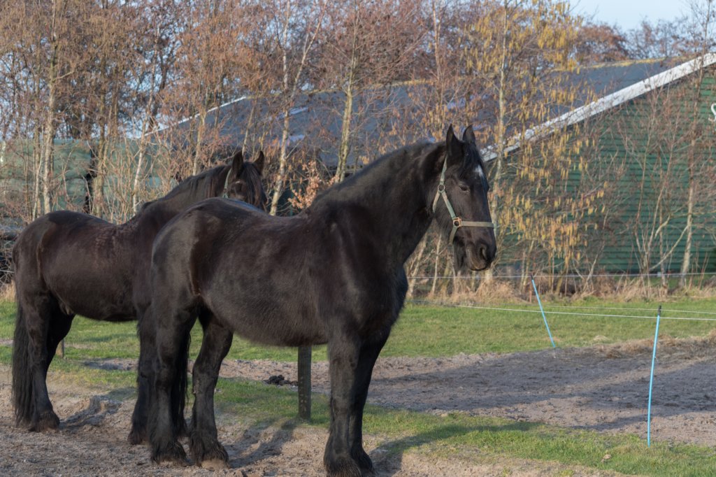 ameland_098.jpg