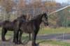ameland_098_small.jpg
