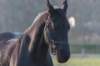 ameland_099_small.jpg