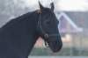ameland_101_small.jpg