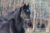 ameland_103_small.jpg