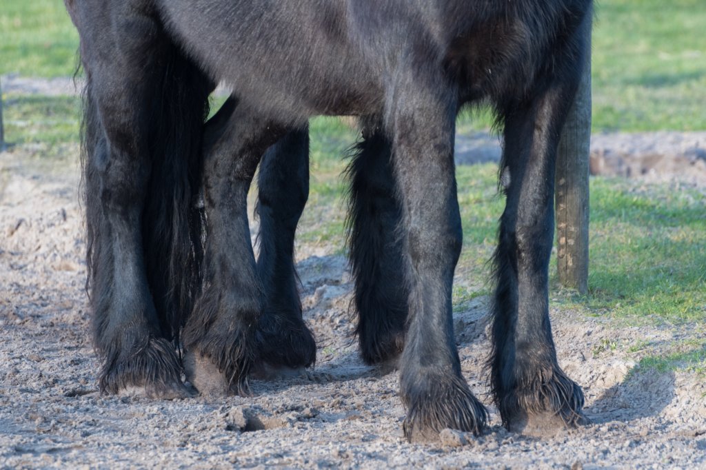 ameland_104.jpg