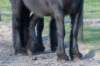 ameland_104_small.jpg