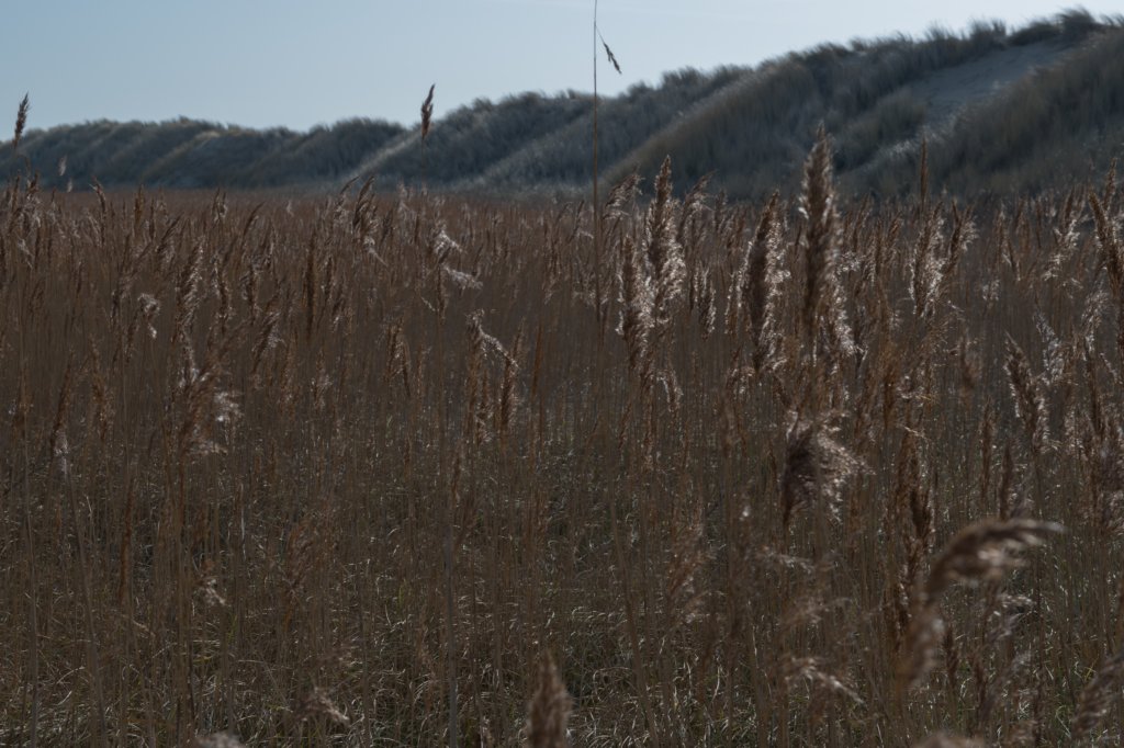 ameland_118.jpg