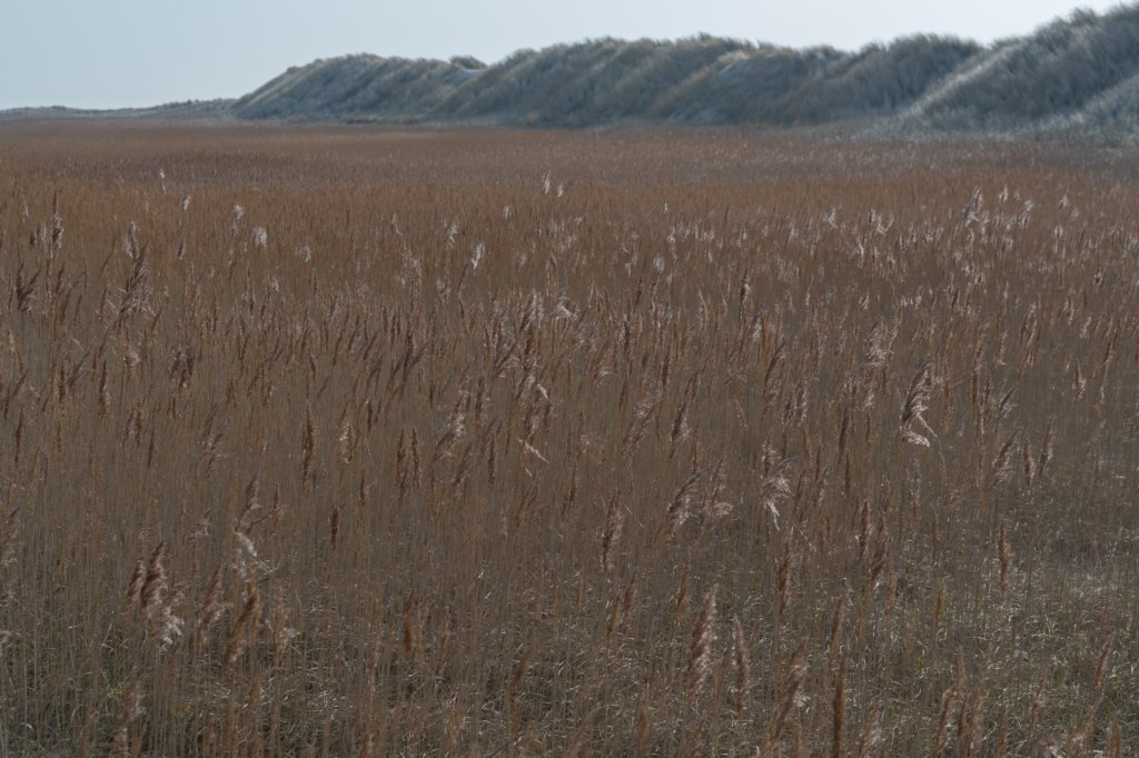 ameland_120.jpg