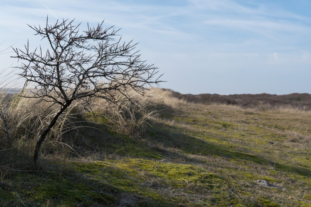 ameland_141.jpg