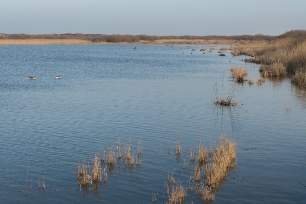 ameland_151.jpg