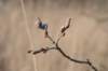 ameland_154_small.jpg