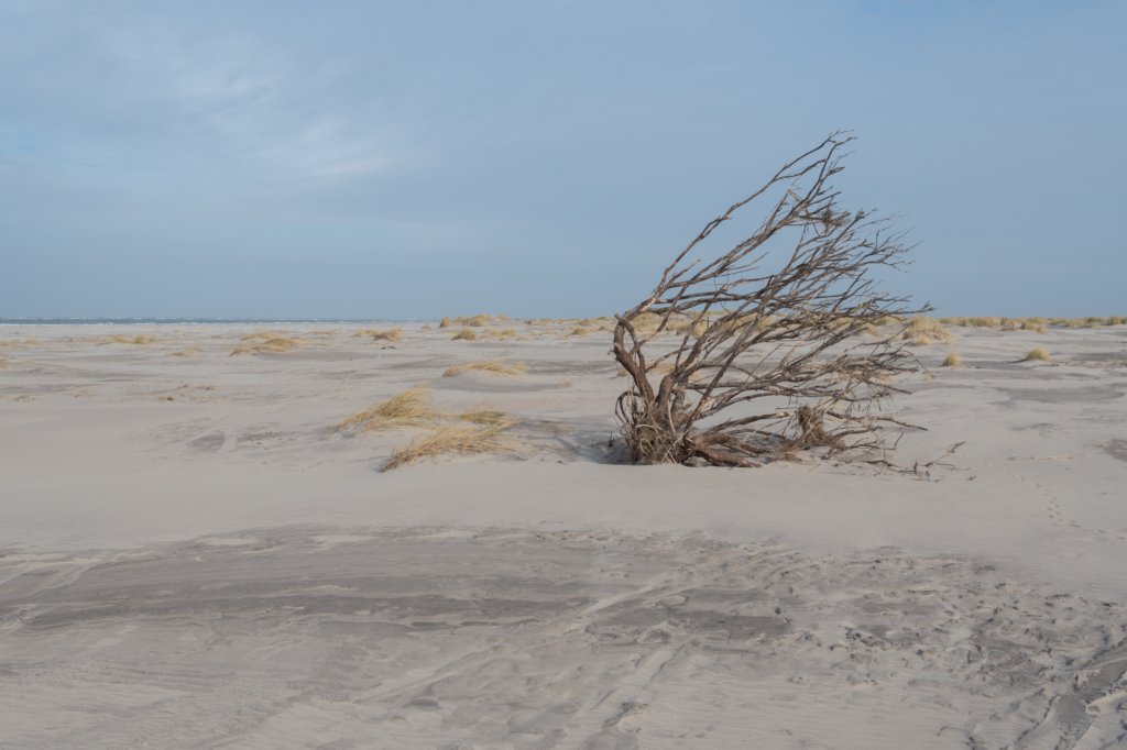 ameland_166.jpg
