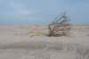 ameland_166_small.jpg