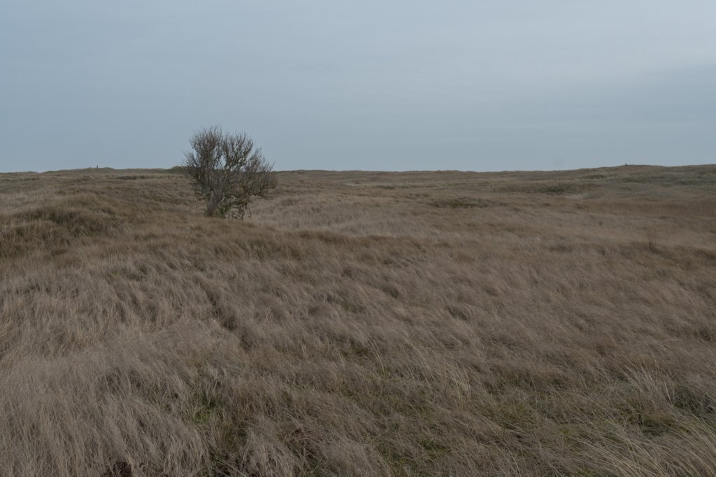 ameland_171.jpg