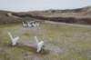 ameland_179_small.jpg