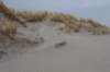 ameland_181_small.jpg