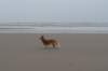 ameland_183_small.jpg