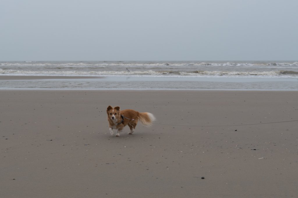 ameland_184.jpg