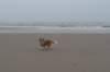 ameland_184_small.jpg