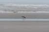 ameland_193_small.jpg