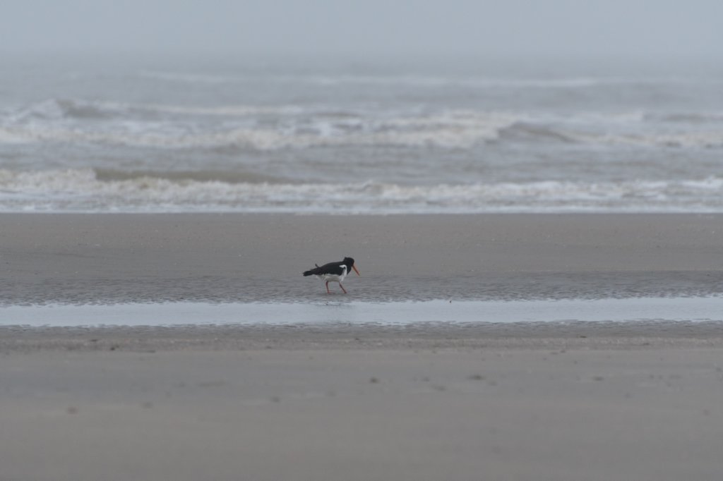 ameland_194.jpg