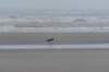 ameland_194_small.jpg