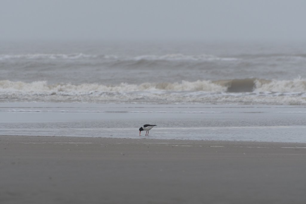 ameland_195.jpg