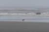 ameland_195_small.jpg