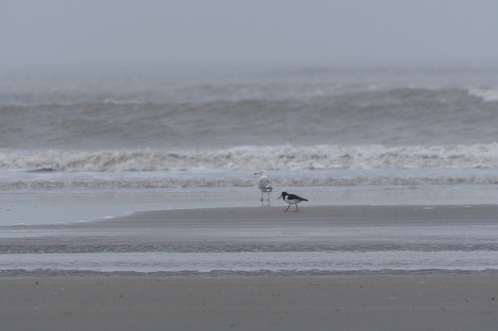 ameland_197.jpg