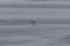 ameland_199_small.jpg