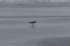 ameland_200_small.jpg
