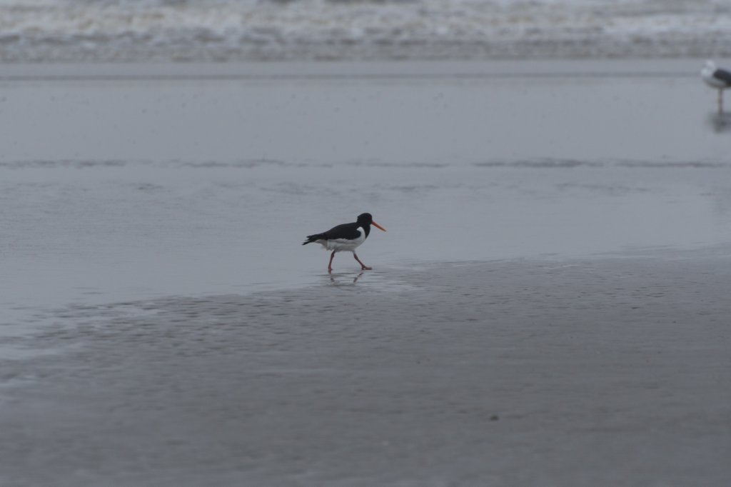 ameland_201.jpg