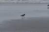 ameland_201_small.jpg