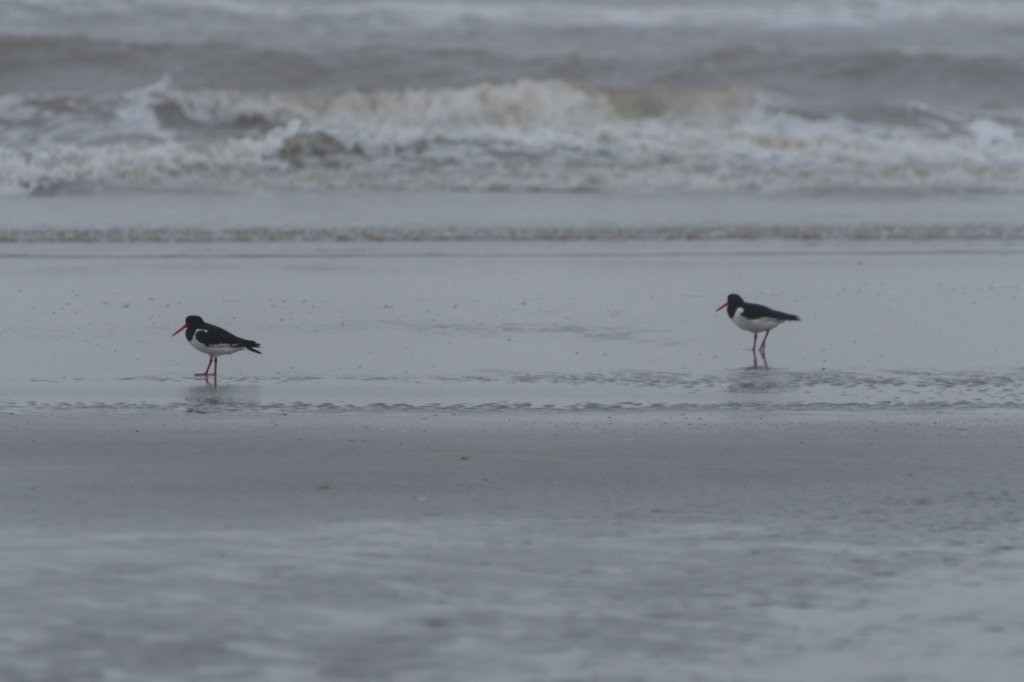 ameland_202.jpg