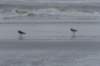 ameland_202_small.jpg