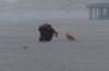 ameland_203_small.jpg