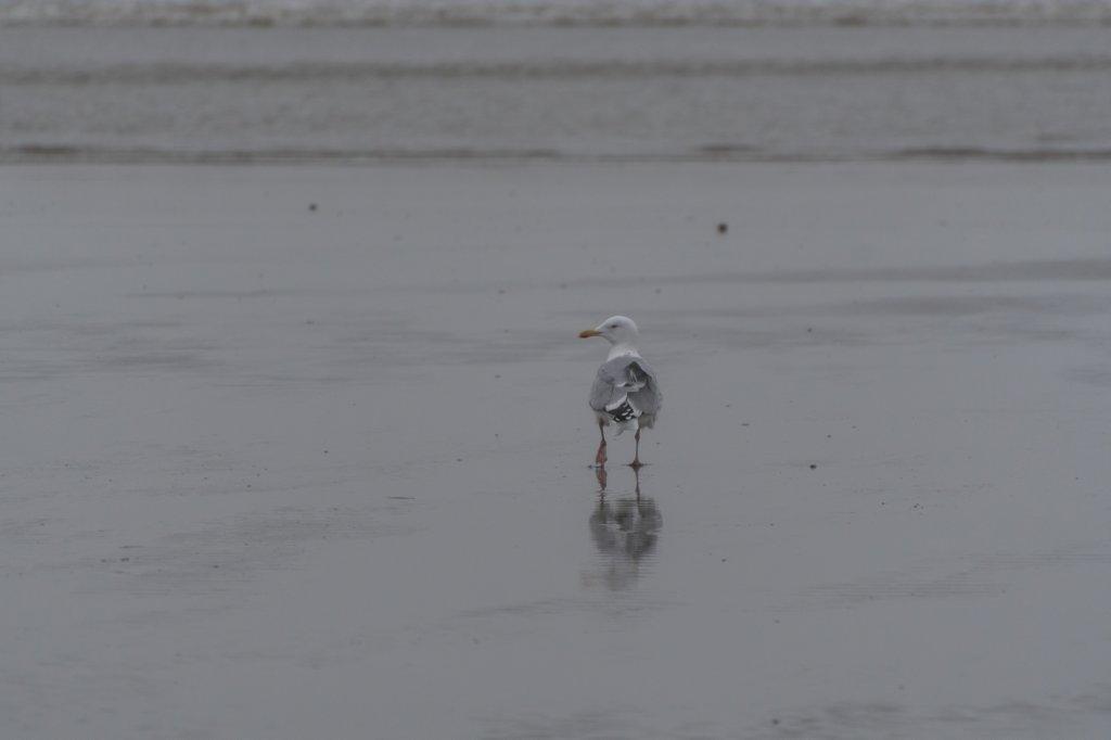 ameland_206.jpg